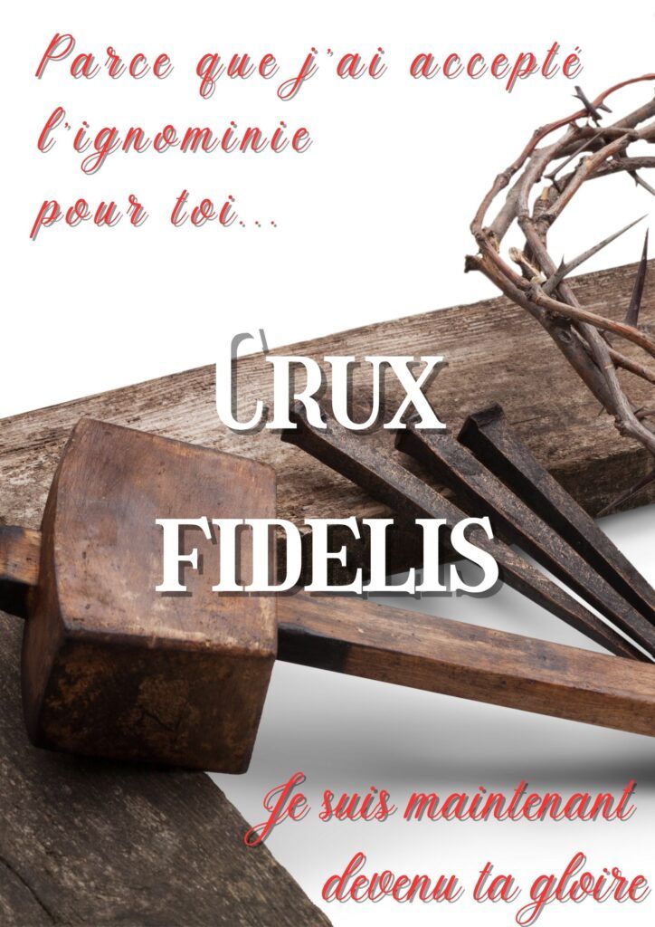 Un conifère peu ordinaire 1 0000479